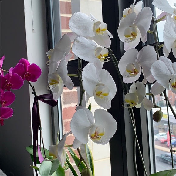 Meet your Posher, Kay - Picture 1 of 1